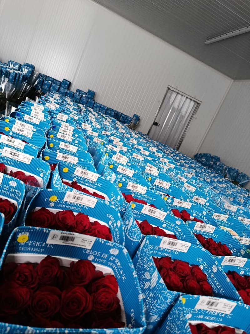 Open boxes of red roses branded Cielos de América EC in the cold room
