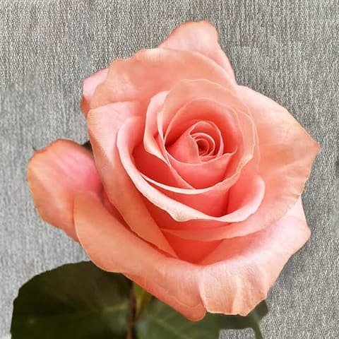 Salmon-pink Be Sweet rose, open bloom on a grey background