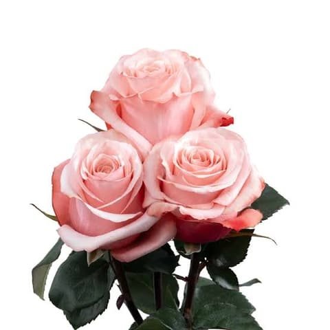 Three pink Be Sweet roses with green foliage