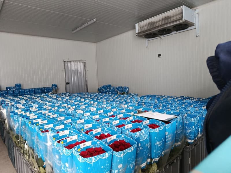Cold room filled with boxes of red roses ready for export