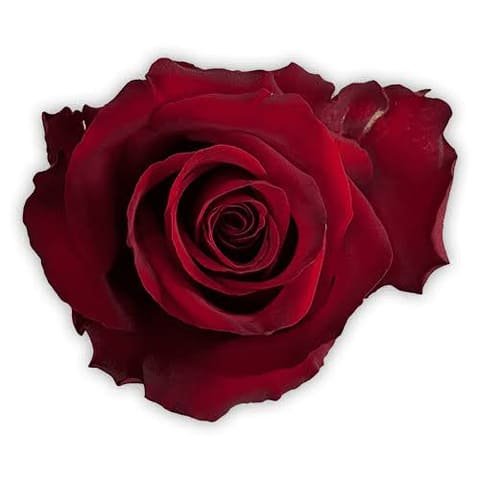 Red Explorer rose, open bloom seen from above