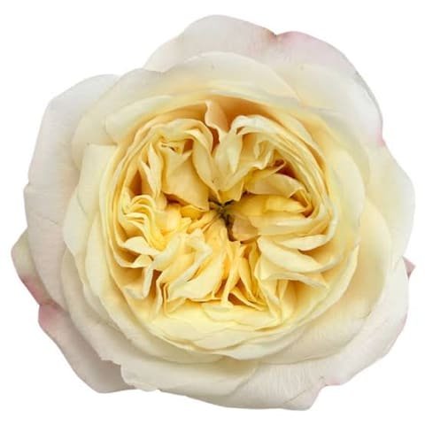 Cream garden-type Fatima rose, open corolla seen from above