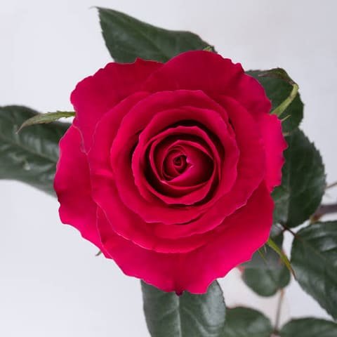 Fuchsia Gotcha rose, open bloom with dark leaves