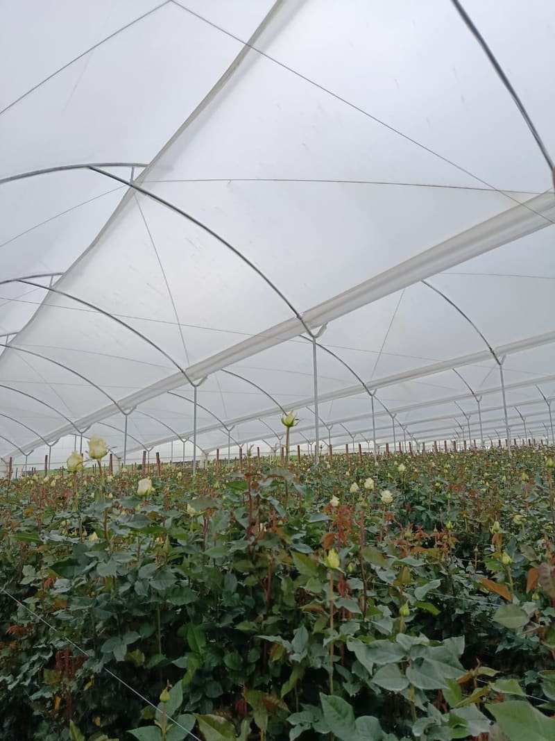 Wide view of a rose greenhouse with white roses in bloom