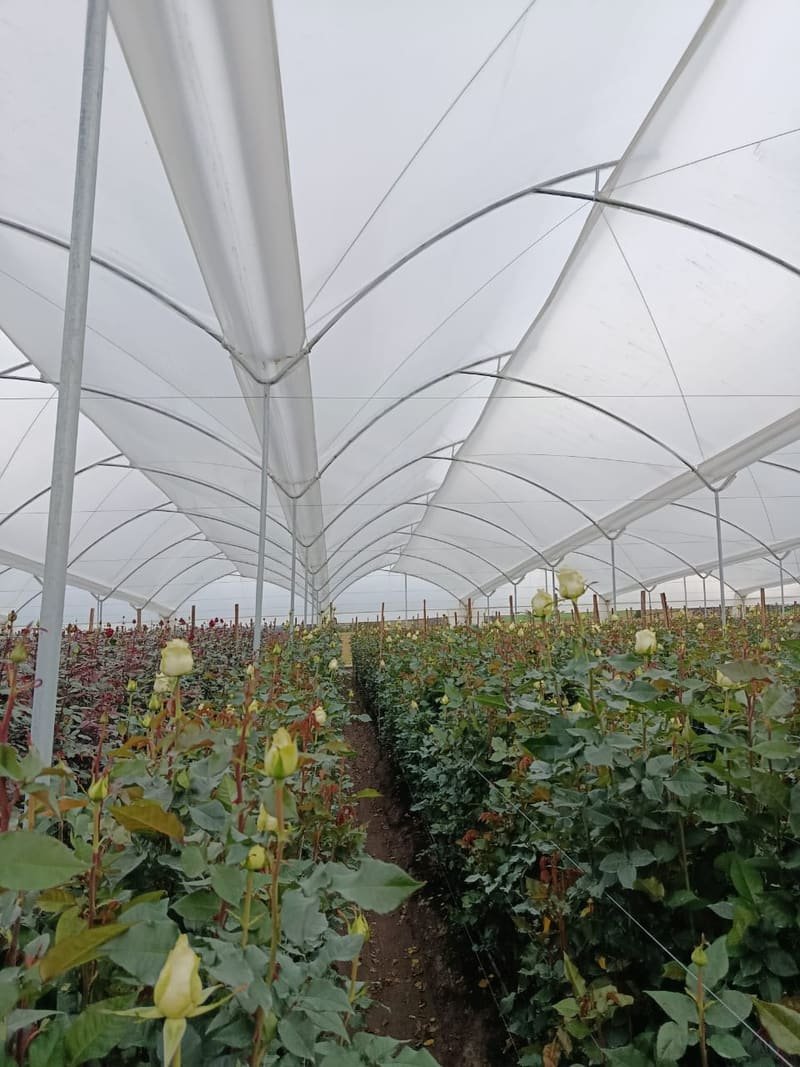 Rows of rose plants inside a greenhouse at the farm