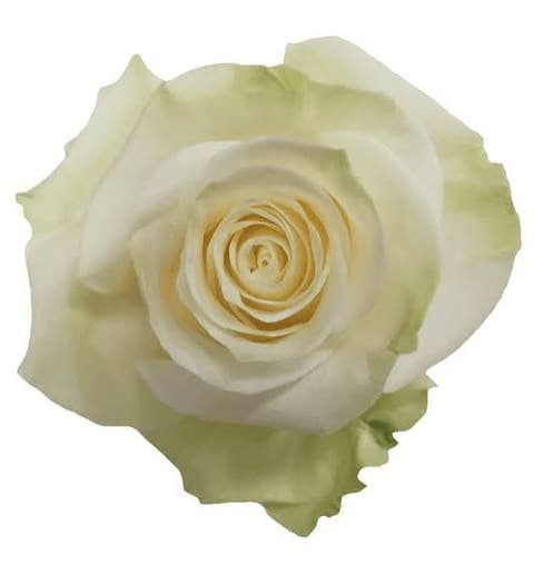 White Mondial rose, open bloom with green tints