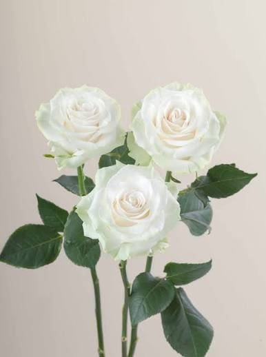 Three stems of white Mondial roses with green leaves