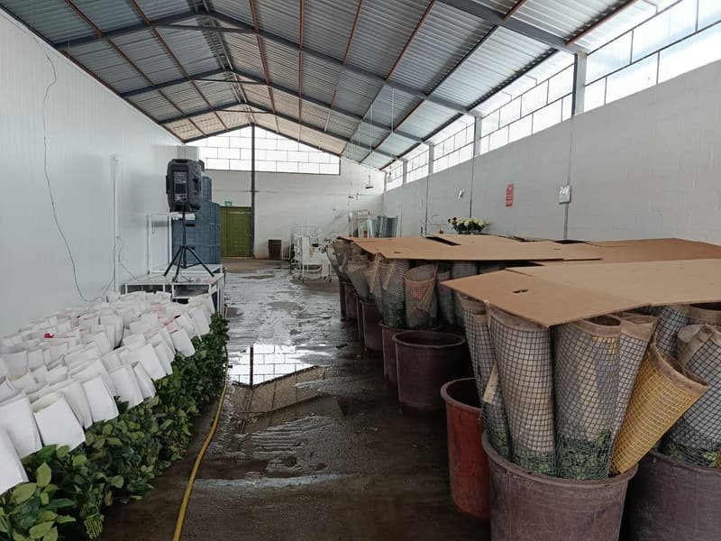 Post-harvest room where roses are hydrated and graded