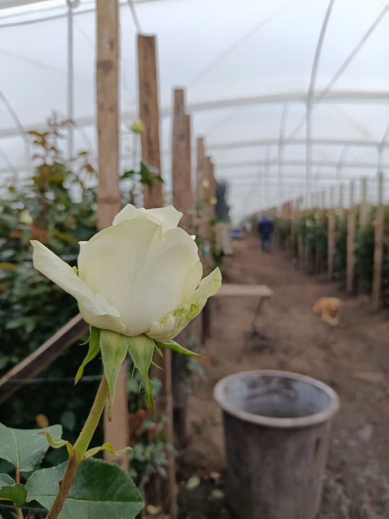 White rose bud ready to be harvested in the greenhouse