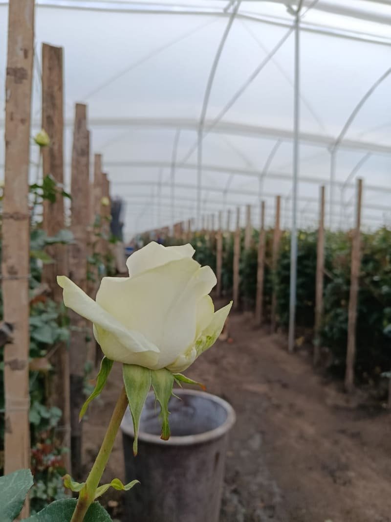 Mondial rose on the plant inside the greenhouse