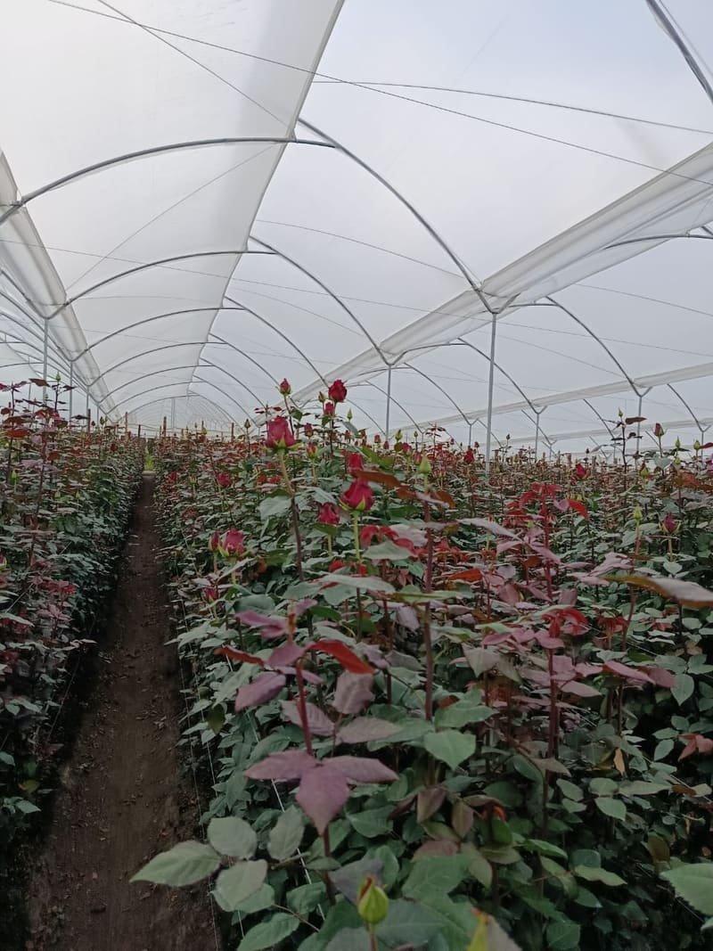 Red Explorer roses growing in the greenhouse