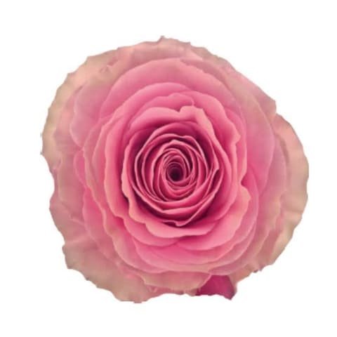 Pink Sweet Spot rose, open bloom seen from above