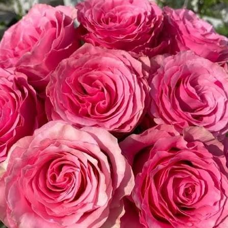 Close-up of pink Sweet Spot roses in full daylight