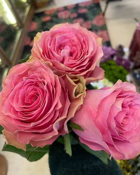 Three pink Sweet Spot roses in full bloom