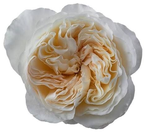 White garden-type Vicky rose, open corolla seen from above