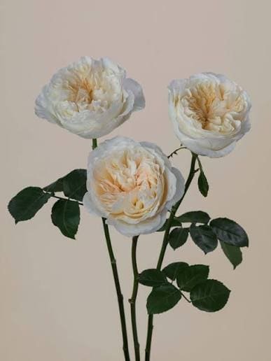 Three stems of white Vicky roses with green leaves