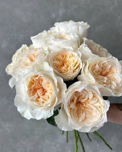 Bouquet of white Vicky roses on a grey background