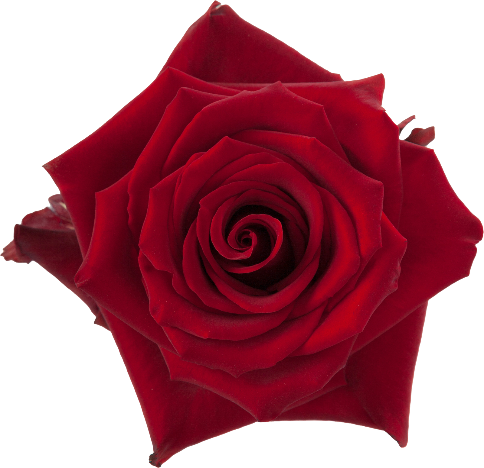 Rosa Explorer